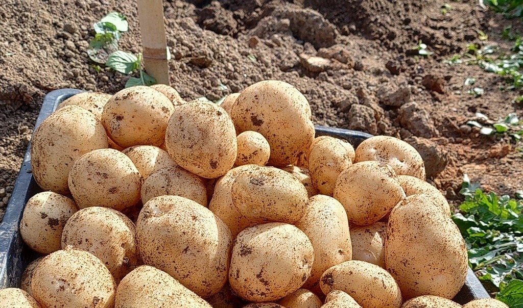 畑の秋野菜でピザ作り