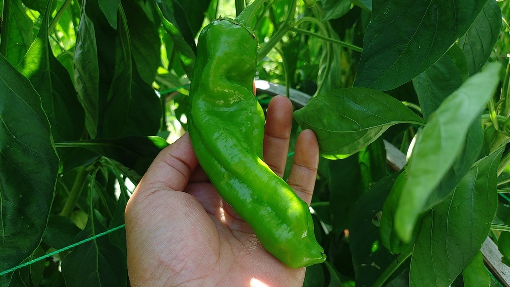 畑の秋野菜でピザ作り