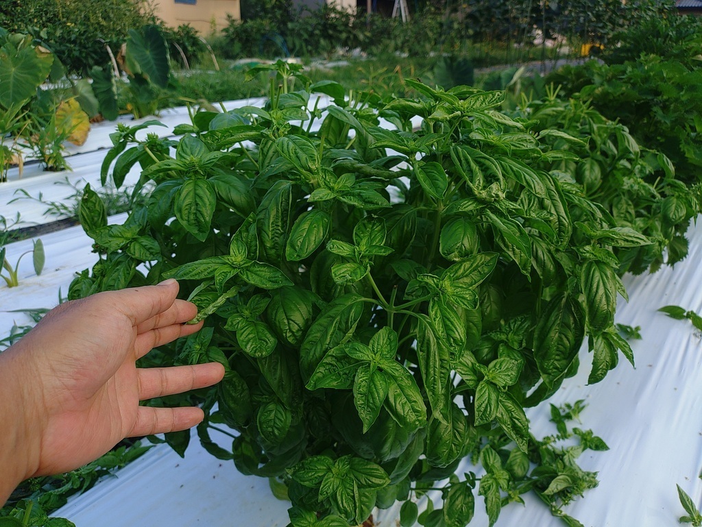 畑の秋野菜でピザ作り