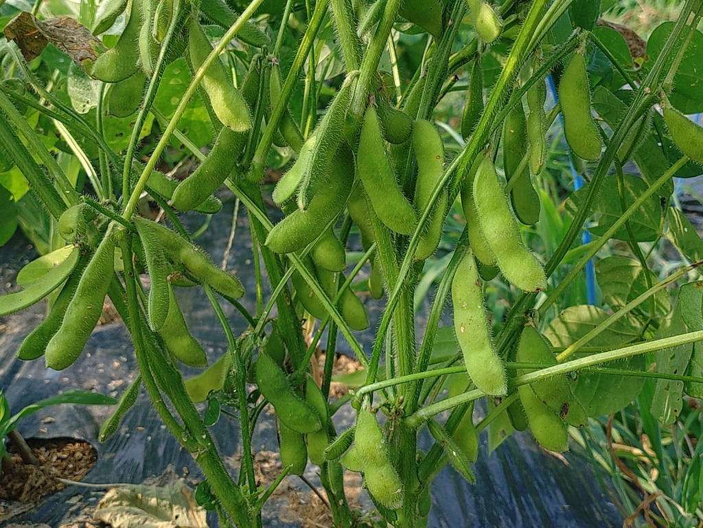 畑の秋野菜でピザ作り