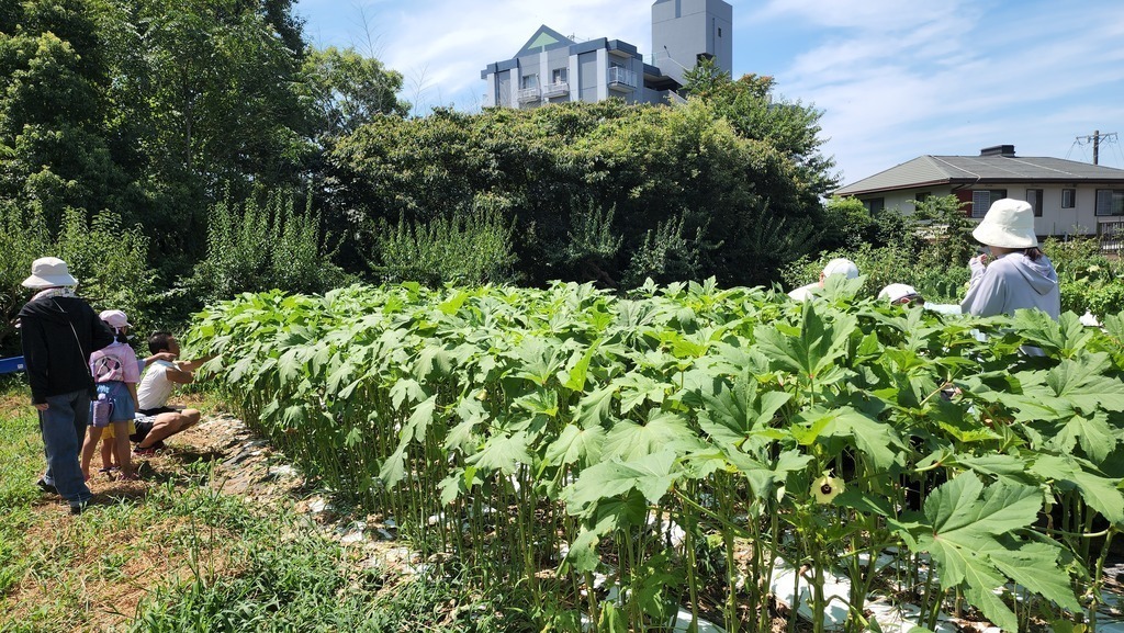 畑の秋野菜でピザ作り